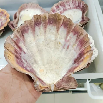 13-15cm 1pc Natural do Búzio Placa Shell Amostra Prop Pérola Shell Aquário Ornamento Caixa Simples cura de Reiki tanque de peixes decoração