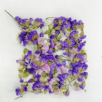 Mistura de Cores Naturais, Flores Secas Cabeças não se esqueça de mim para DIY Artesanato Bookmark / Fazer do Cartão /Resina Decoração Acessórios 0